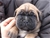 Foto - Triola cane corso